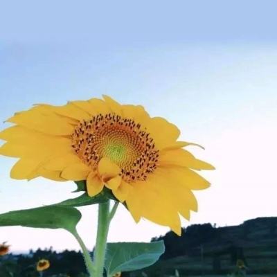 4949澳门免费资料大全手机app下载