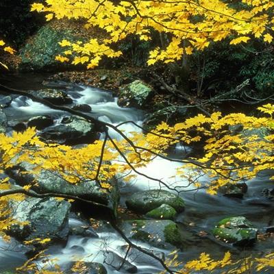 小罗代言的M6米乐APP下载